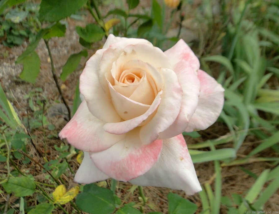 'Lorise' rose photo