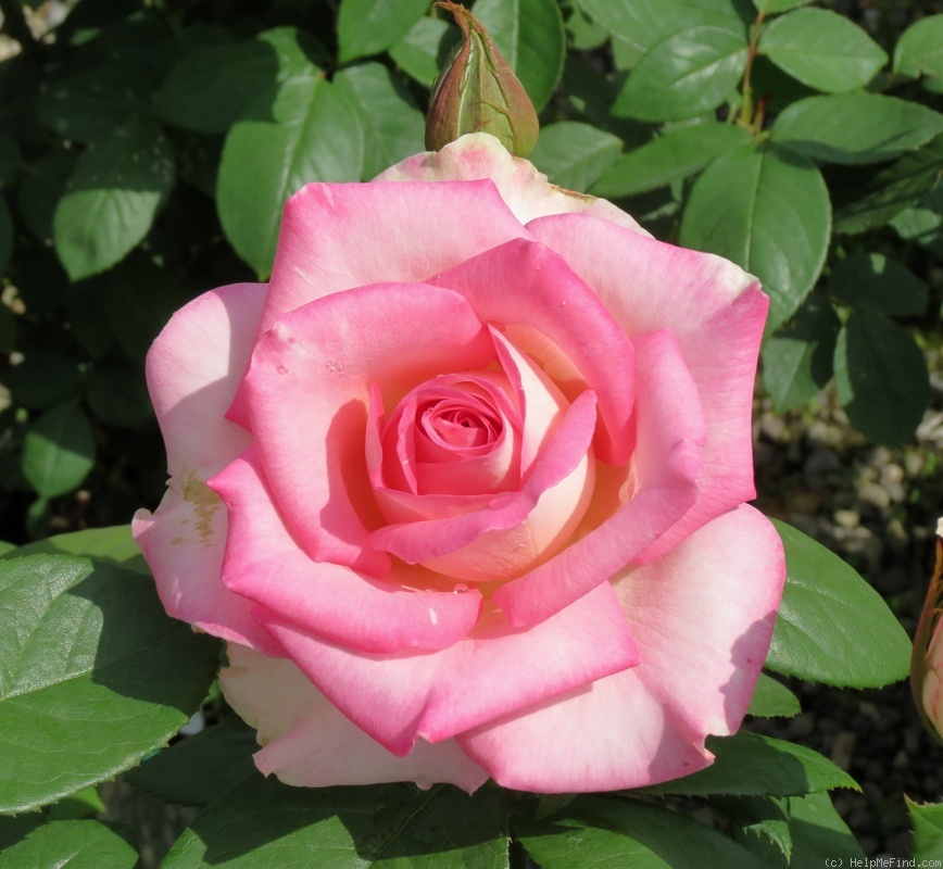 'Falling in Love ™' rose photo