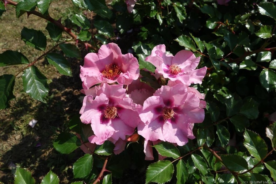 'Nabucco' rose photo