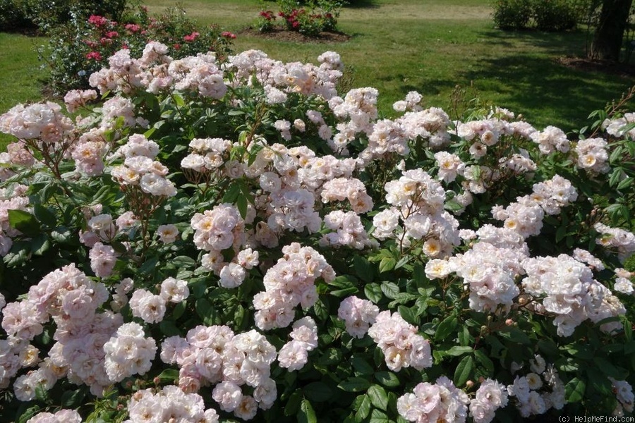 'Jean Stephenne' rose photo