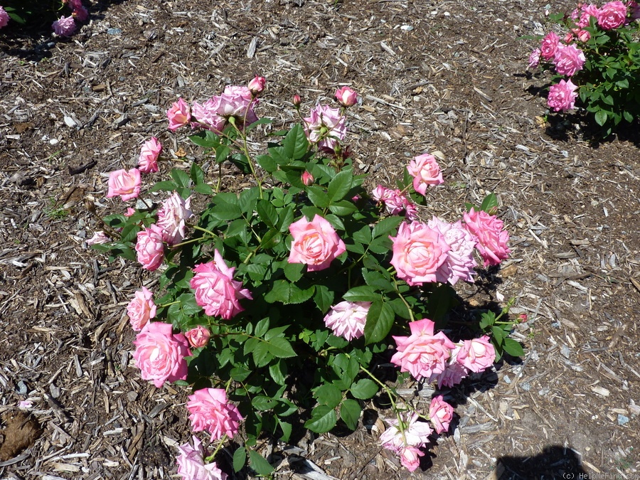 'Peppermint Pop' rose photo