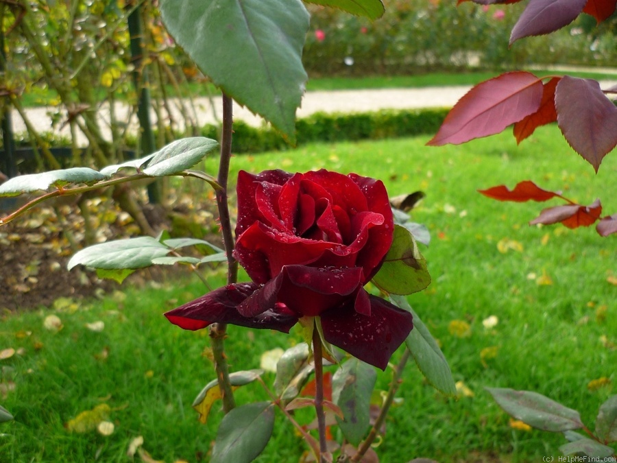 'Grand Château ®' rose photo