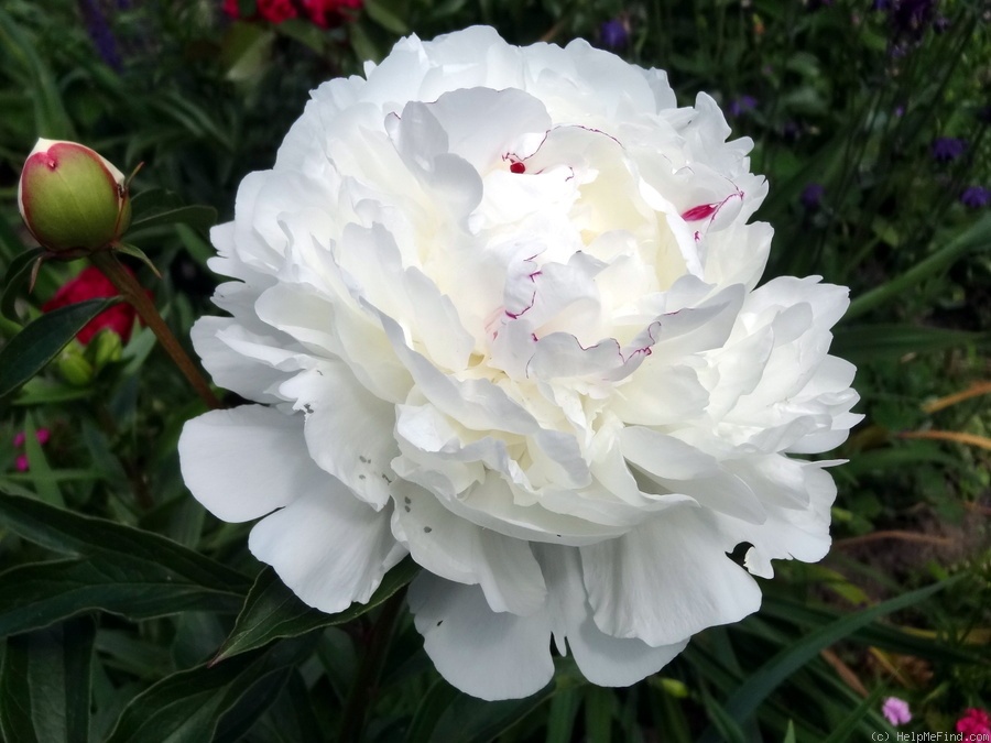 'Festiva Maxima' peony photo