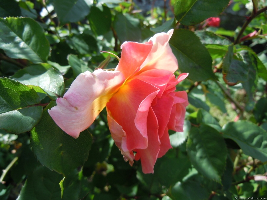 'Alibaba ®' rose photo