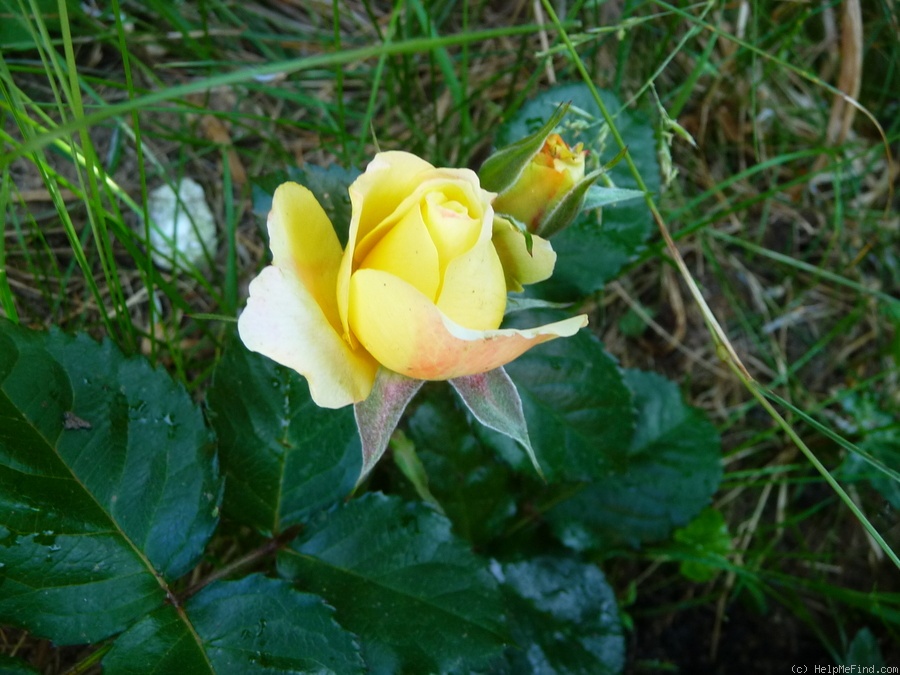 'Chinatown (climber, Poulsen, 1959)' rose photo