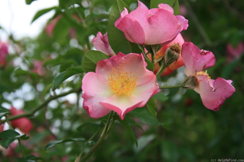 'Roby' rose photo
