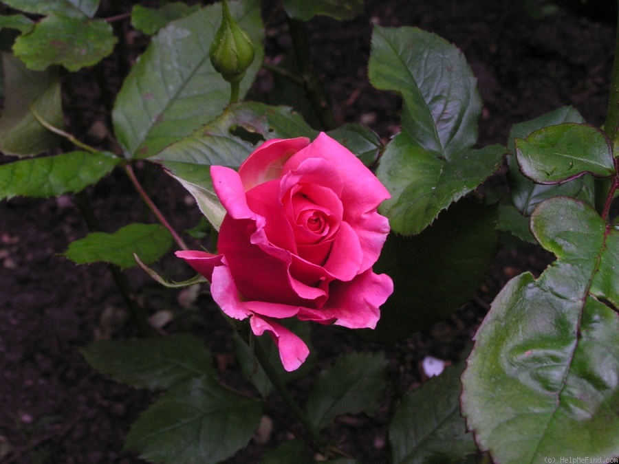 'Monique Chiffon' rose photo