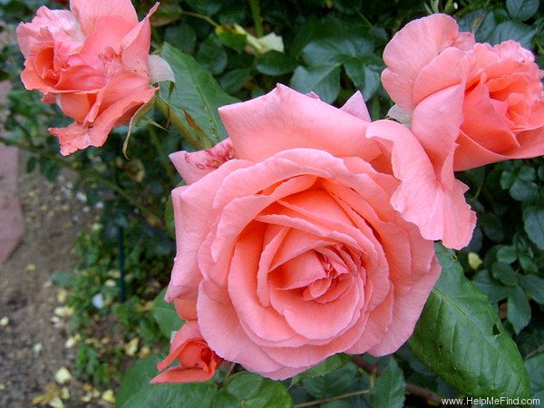 'Pariser Charme' rose photo