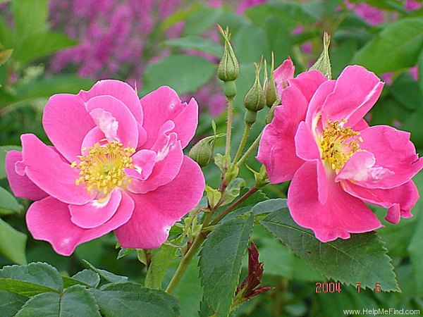 'William Baffin' rose photo