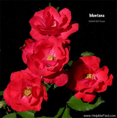 'Montana ® (floribunda, Tantau, 1974)' rose photo