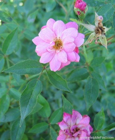 'Rouletii' rose photo