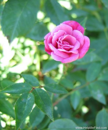 'Rouletii' rose photo