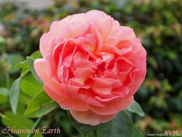 'Heaven on Earth' rose photo