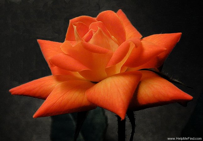 'Orange Sunset' rose photo