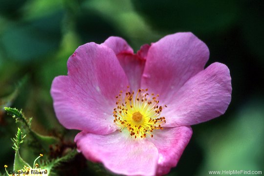 'Andrewsii' rose photo