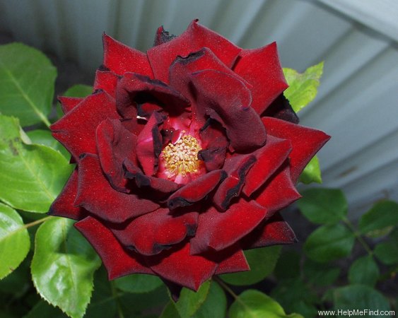 'Ink Spots (hybrid tea, Weeks 1985)' rose photo