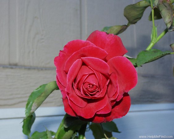 'Candy Apple' rose photo