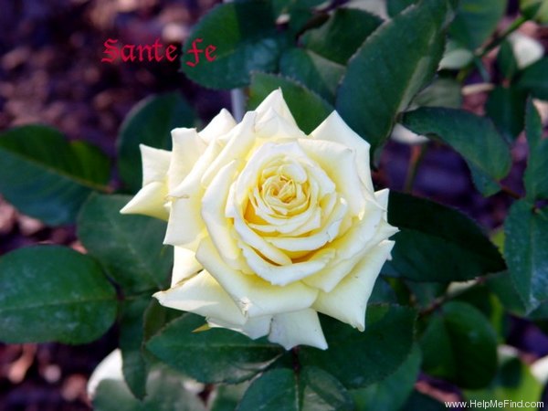 'Santa Fe ™ (hybrid tea, Zary, 1993)' rose photo