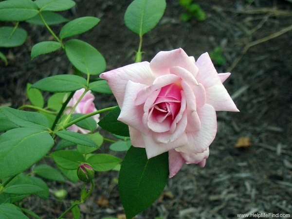 'Lady Ursula' rose photo