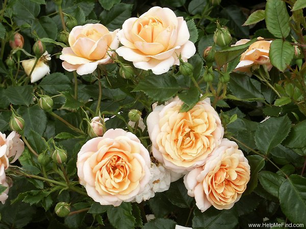 'Trelleborg ™' rose photo