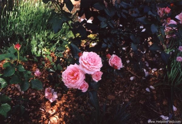 'Rose Parade' rose photo