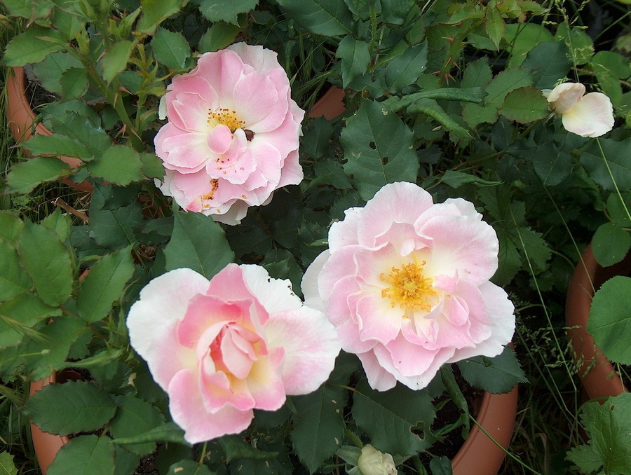 'Château de Bagnols ®' rose photo