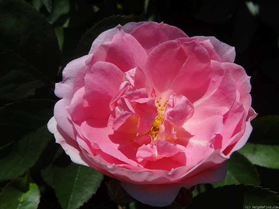 'Prairie Joy' rose photo