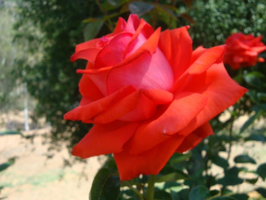 'Star 2000' rose photo