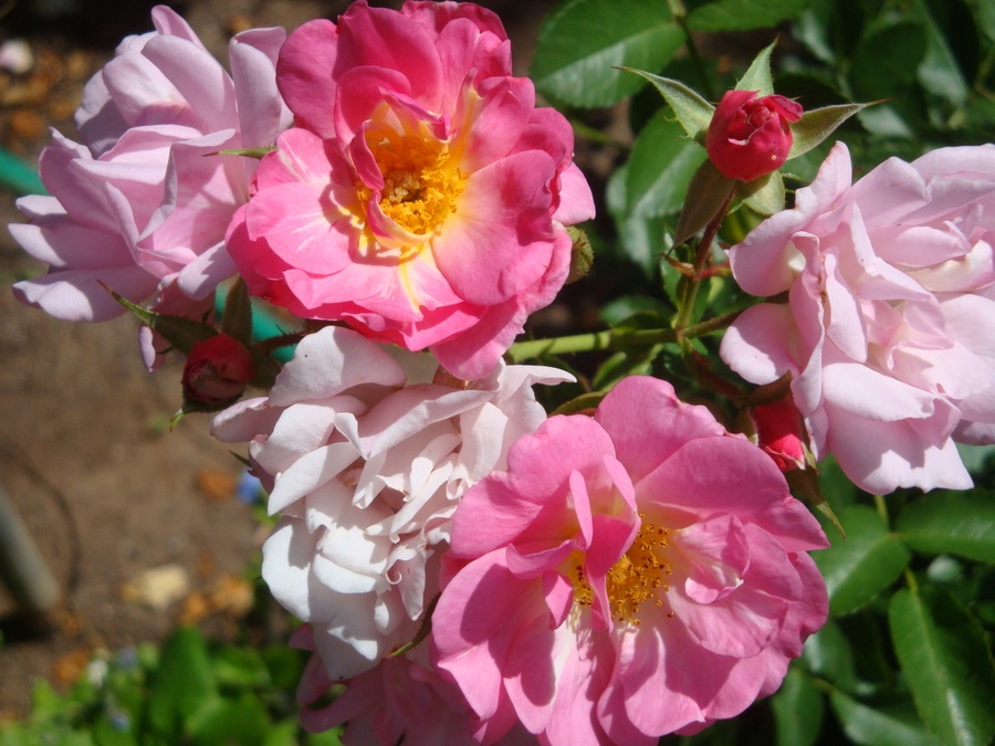 'Mystic (shrub, Poulsen, 1994)' rose photo