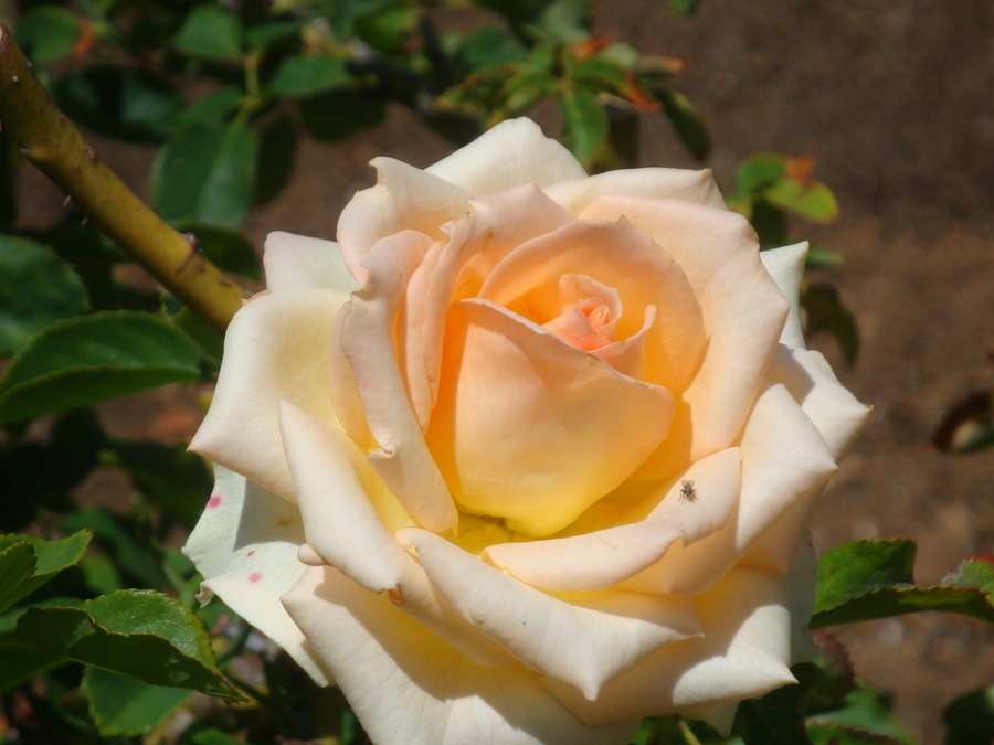 'King Kong+' rose photo