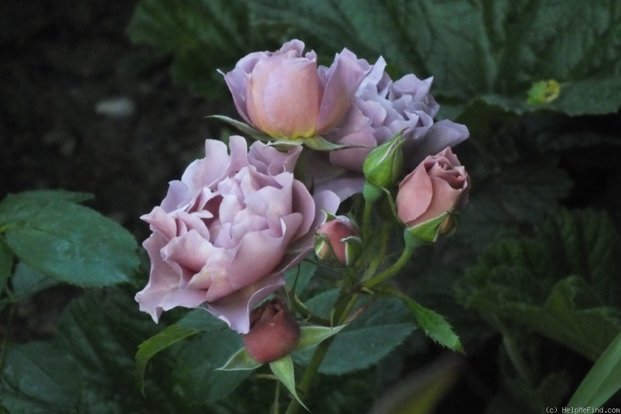 'Lavender Pinocchio (Floribunda, Boerner, 1948)' rose photo