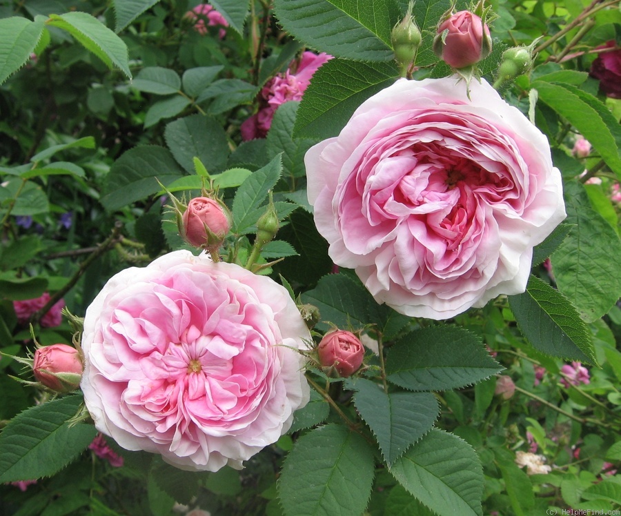 'Königin von Dänemark (Alba, Booth, 1816)' rose photo