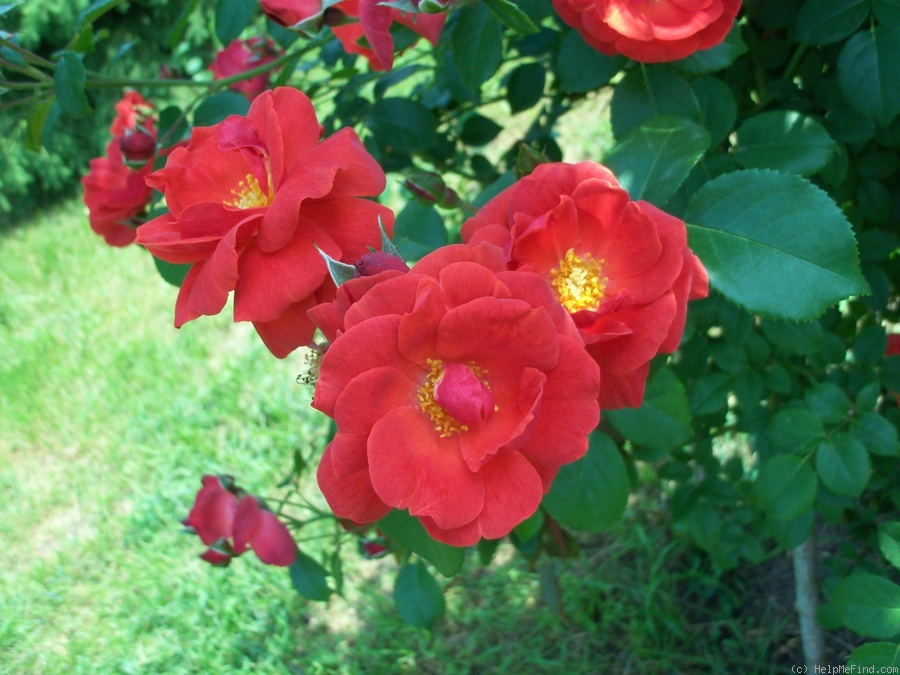 'Krasnyj Majak' rose photo