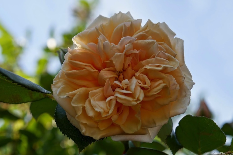 'Bouquet d'Or (noisette, Ducher, 1872)' rose photo