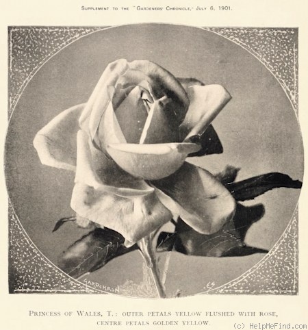 'Princess of Wales (tea, Bennett, 1882)' rose photo