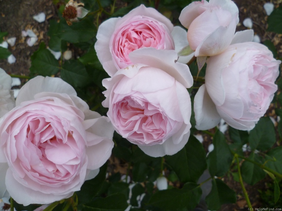 'Heritage ®' rose photo