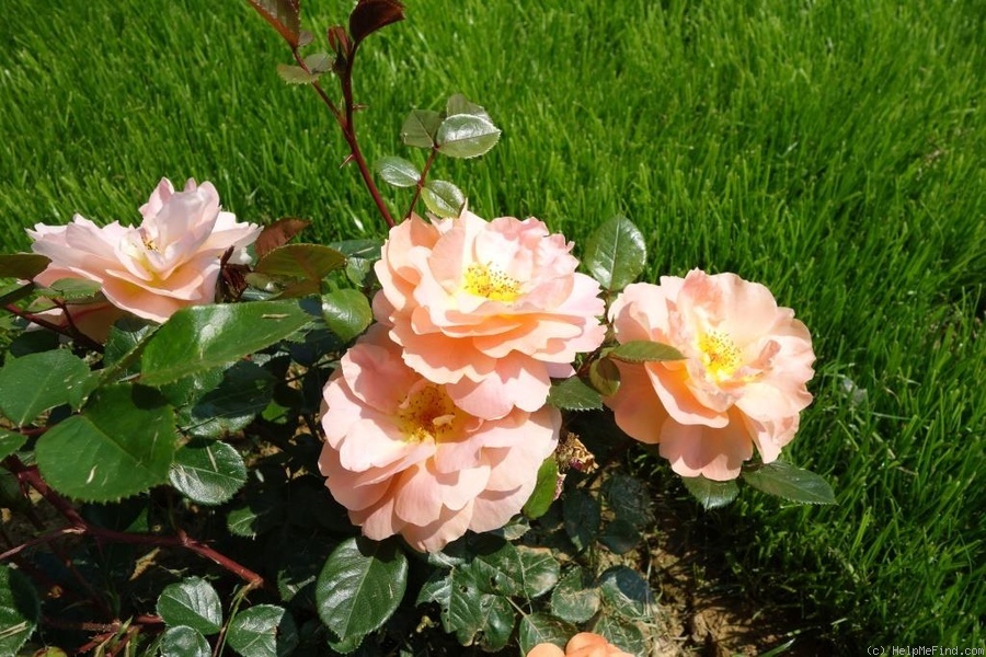'Schöne vom See ®' rose photo