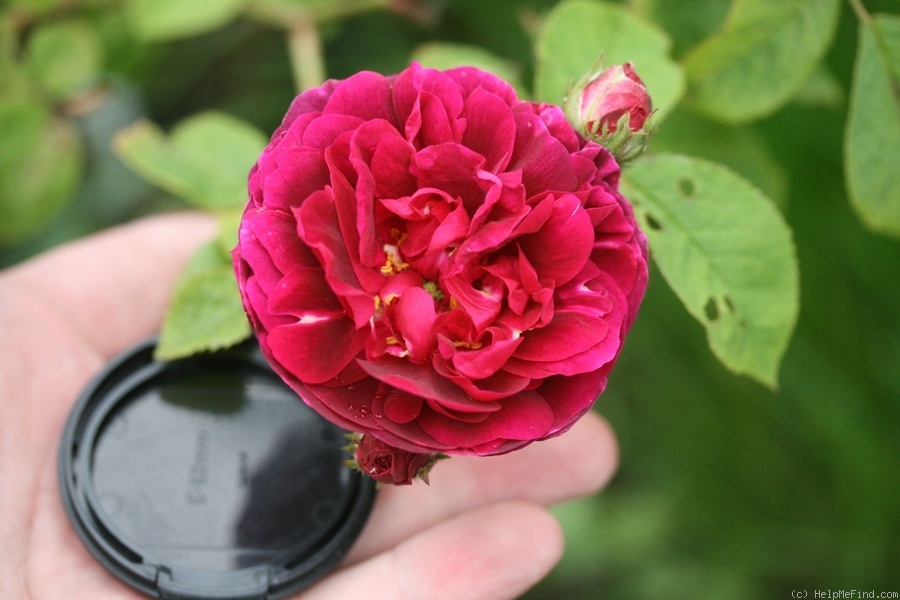 '12LGxEt2' rose photo