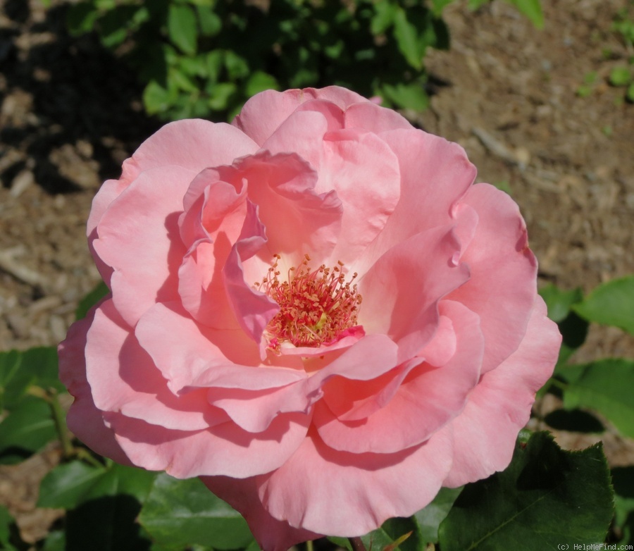 'Tournament of Roses' rose photo