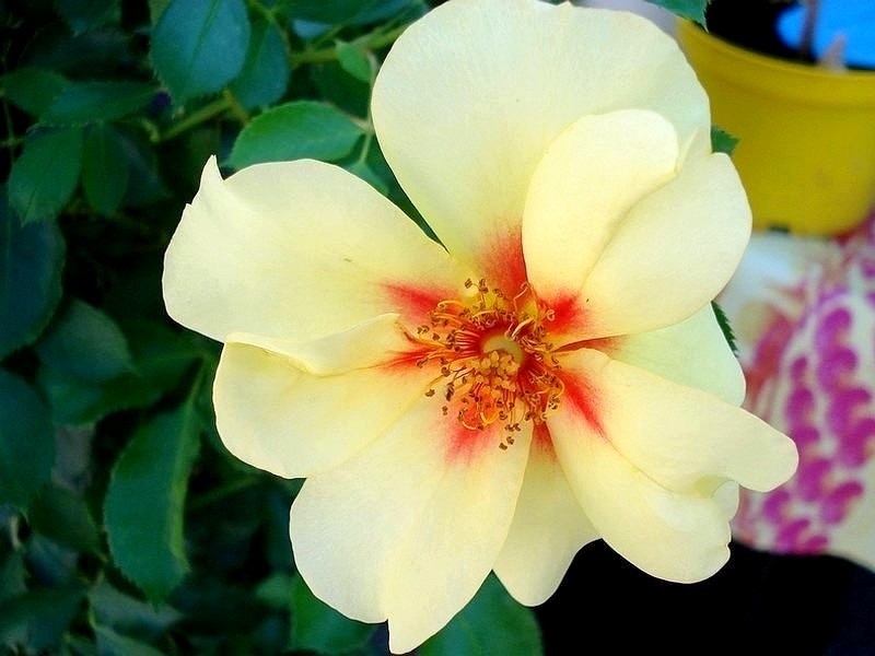 'Eyeconic ®' rose photo