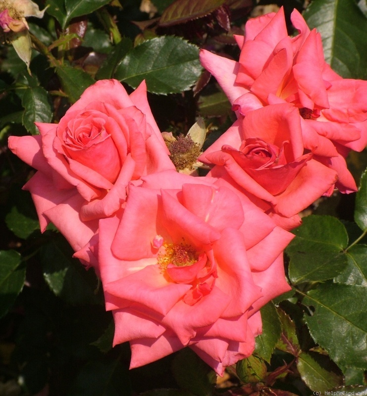 'Abbeyfield Rose' rose photo