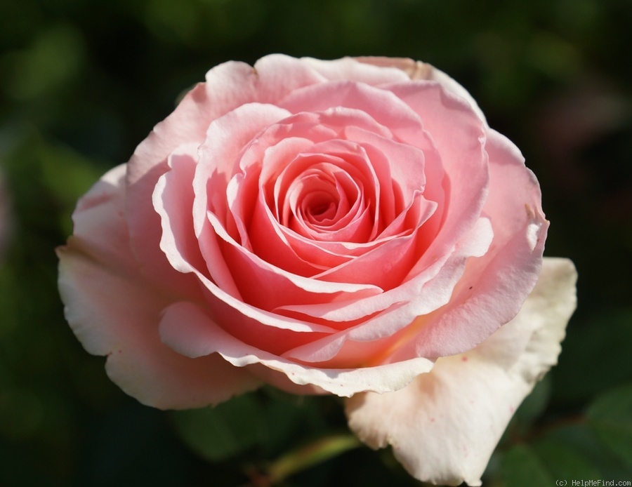 'Addo Heritage' rose photo