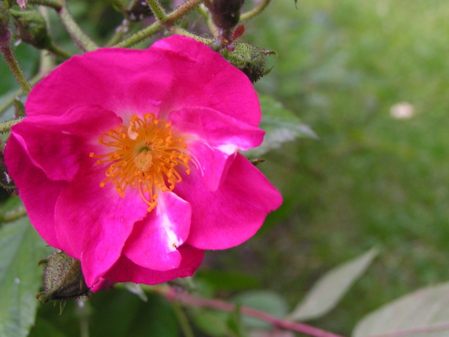 'Morizmo' rose photo