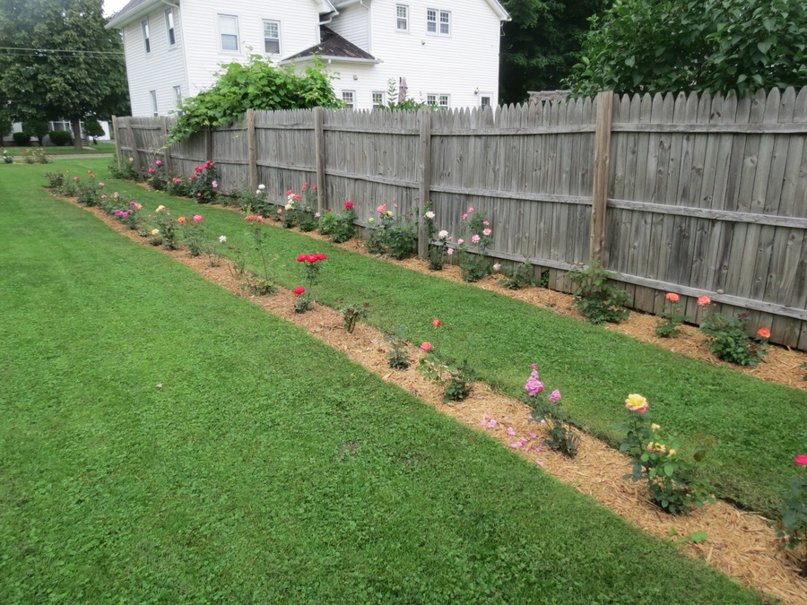 'Andrea's Michigan Rose Garden'  photo