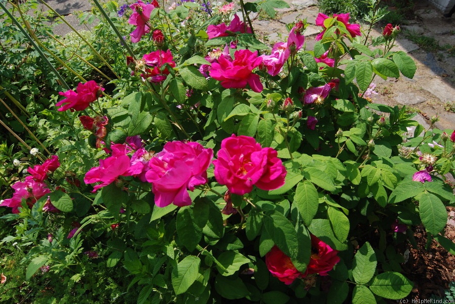 'Apothekerrose' rose photo