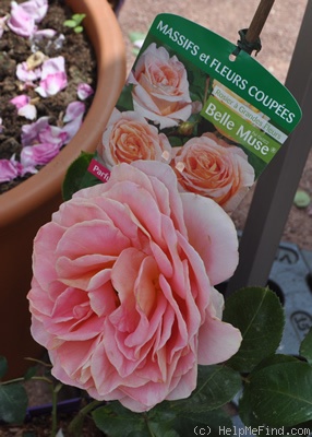 'Belle Muse ®' rose photo