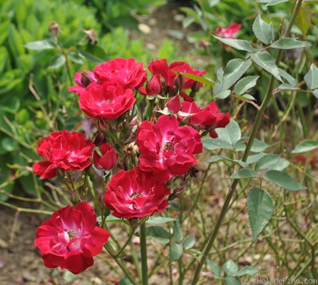 'Cramoisi Supérieur' rose photo