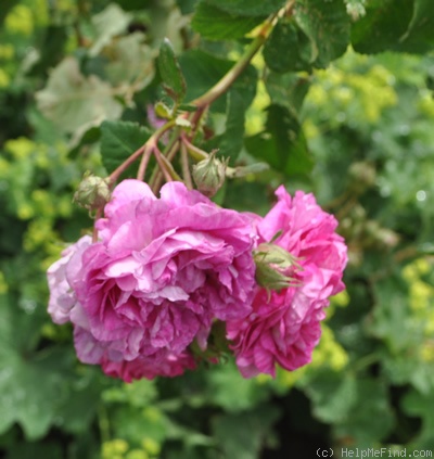 'Belle Vichysoise' rose photo