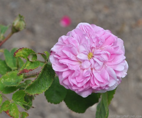 'Petite Lisette' rose photo