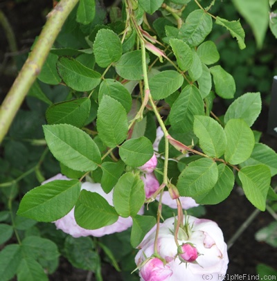 'Duchesse d'Angoulême (hybrid gallica, Vibert, 1821)' rose photo